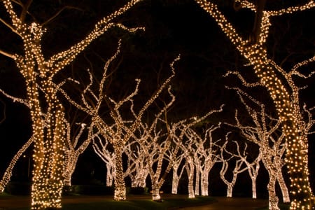 christmas lights on trees